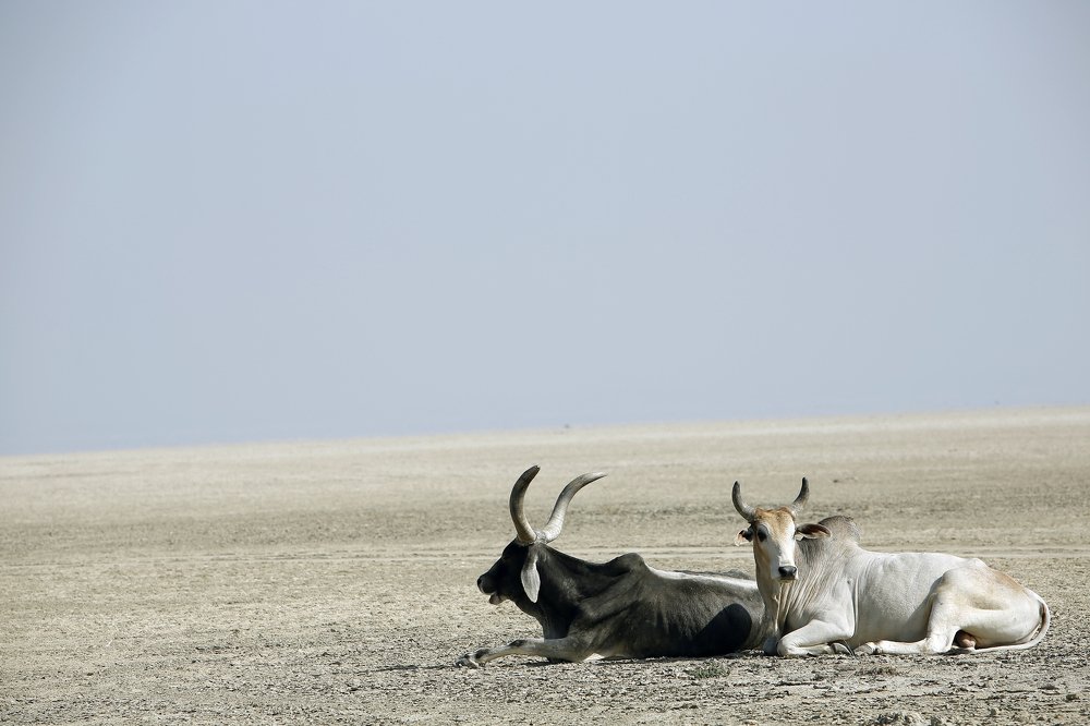 Photograph by Kamdev