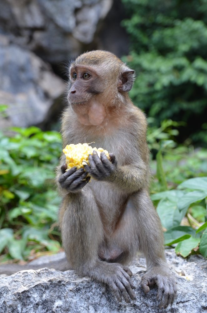 Сладкая кукуруза.