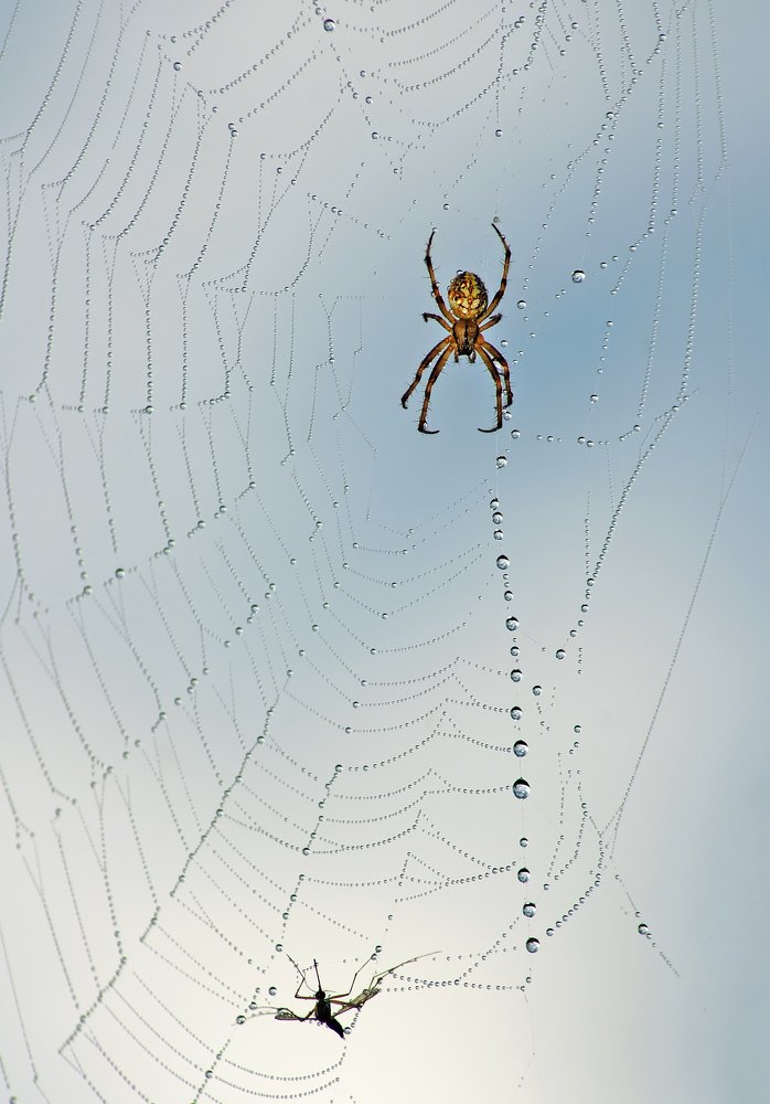 Photograph by Чепленко Алексей