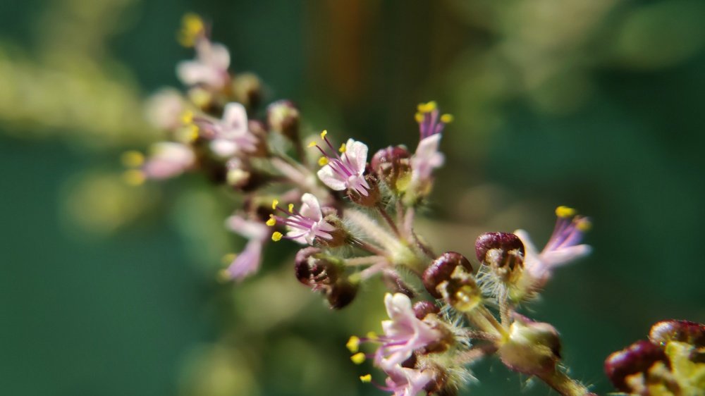 Basil Flowers