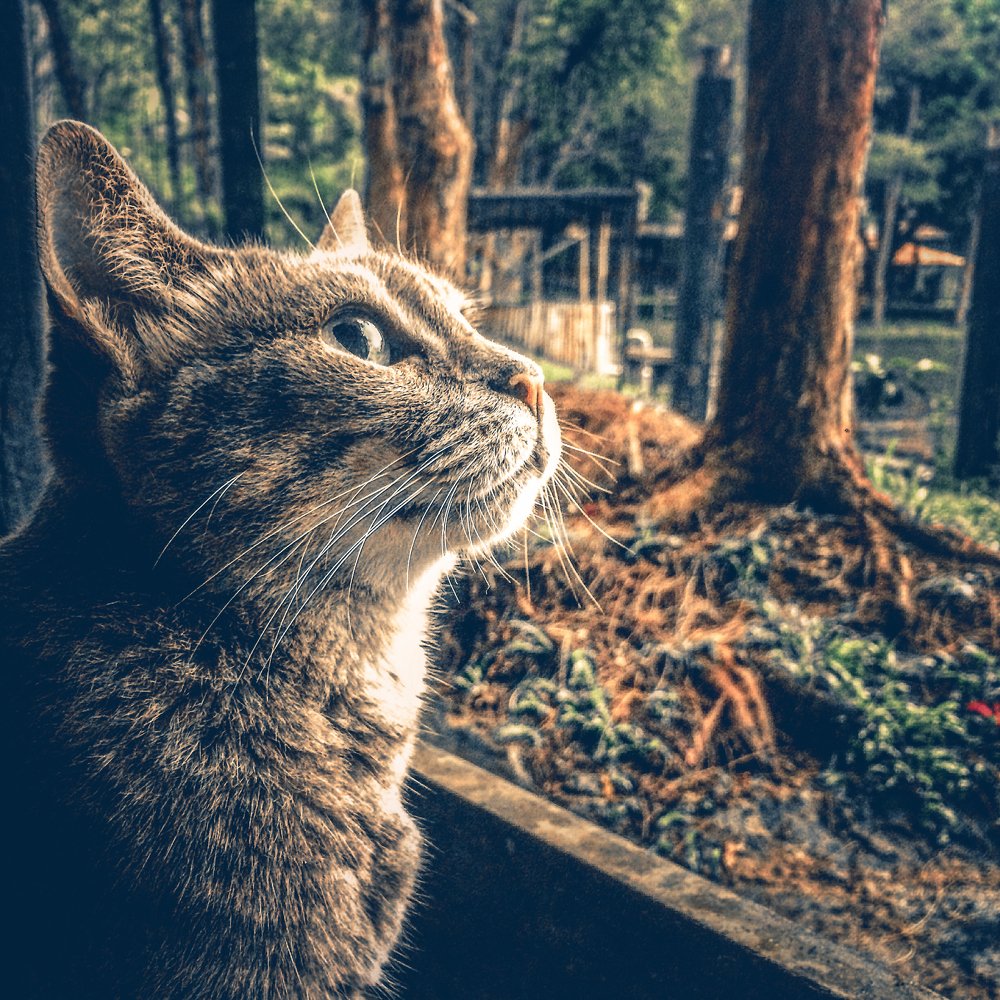 Photograph by Rodrigo Roussoulières