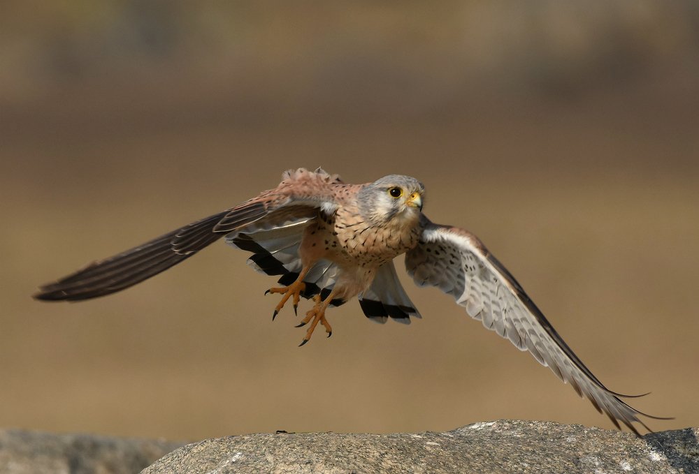 Kestrel in flight