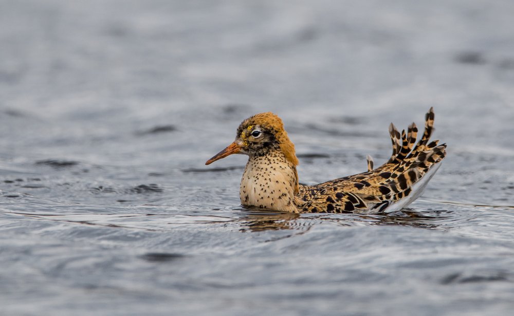 Фотография автора Татьяна Ливеровская