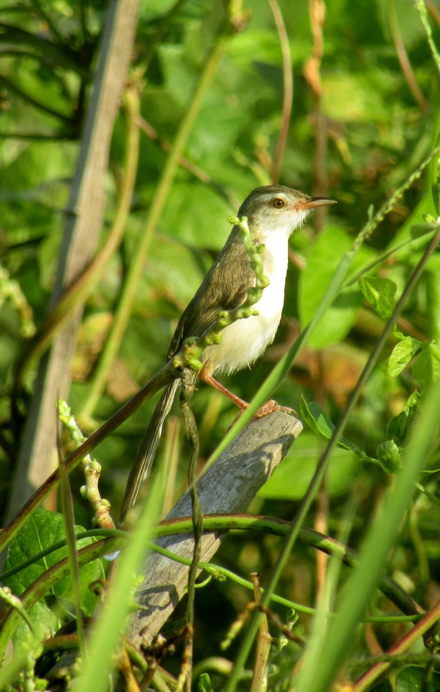 Plain Prinia Birds