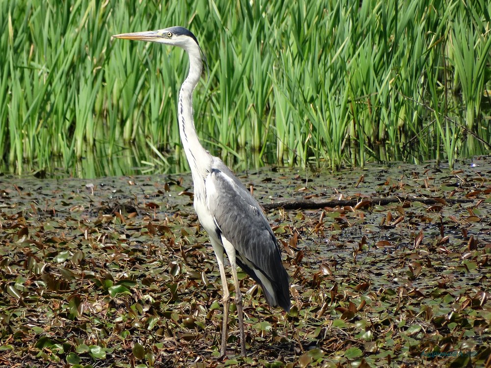 Хозяйка болота.