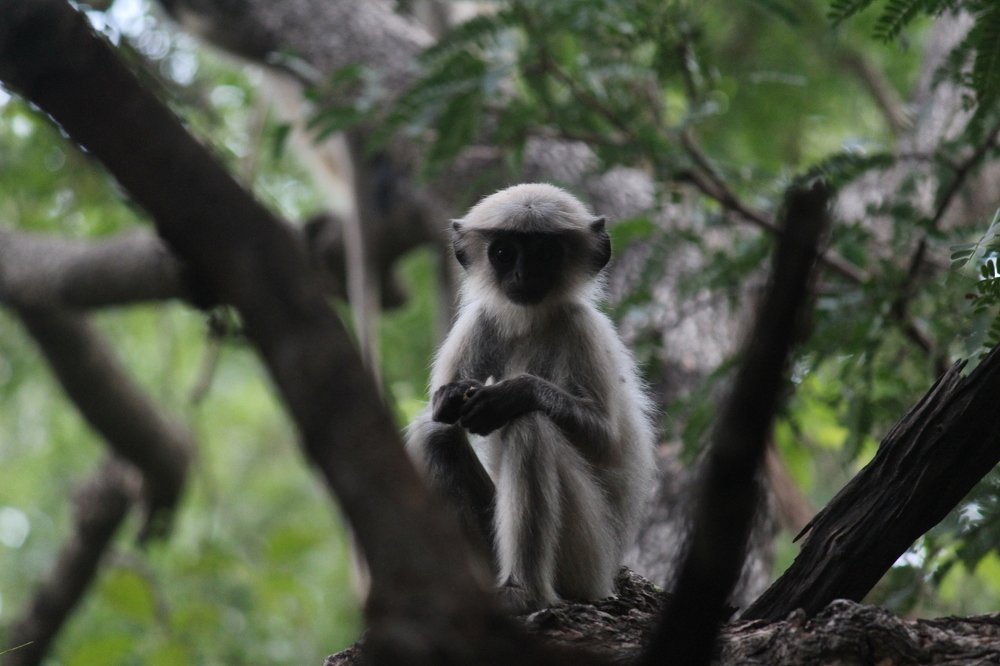 Photograph by Sharad vadoliya