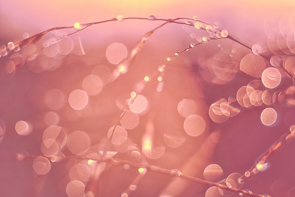 Солнечная роса