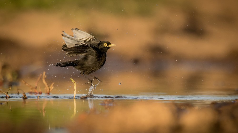 playing in the water