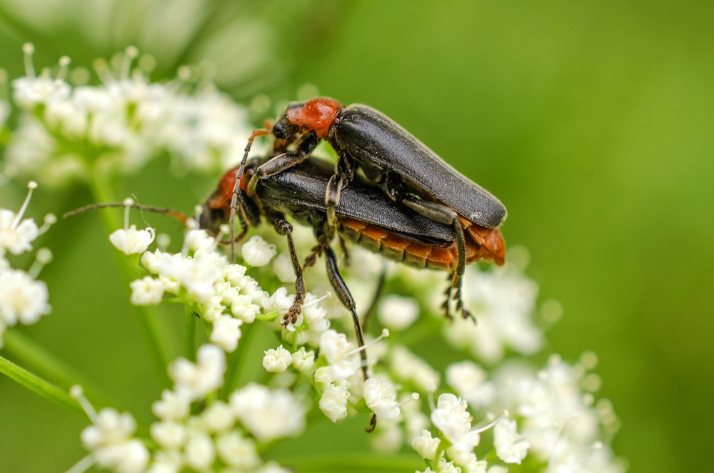 Летняя любовь
