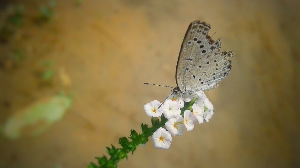Photograph by Abhijit Shil