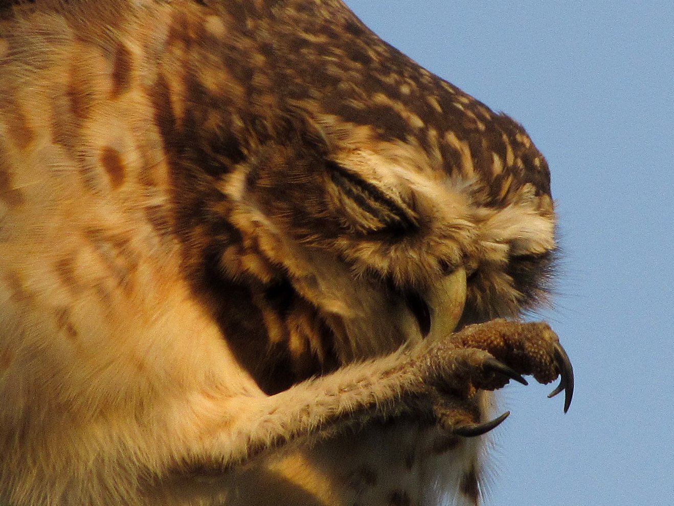 Photo #4199941