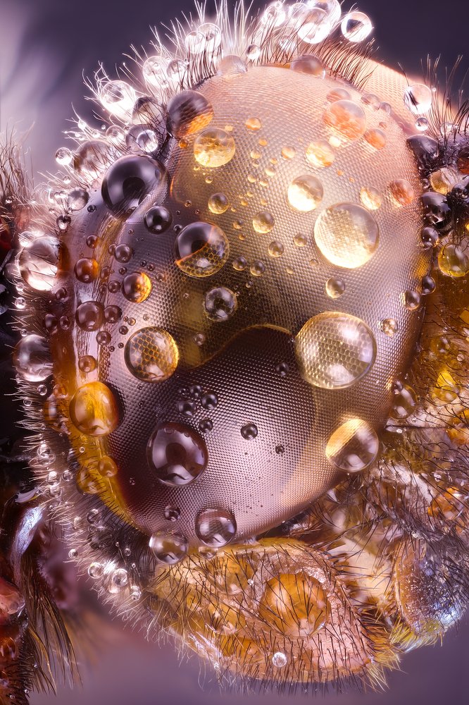 Portrait of Dragonfly