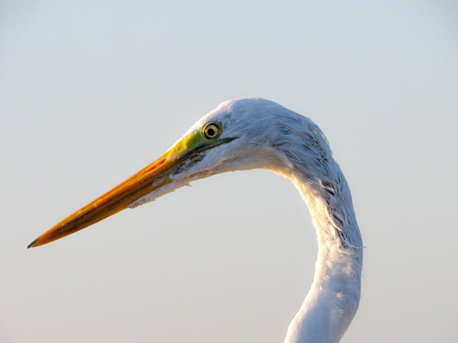 Ardea alba beauty