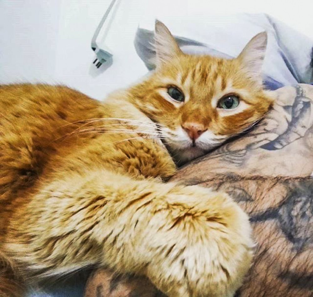 Leopoldo (Mutt Cat 19 years)