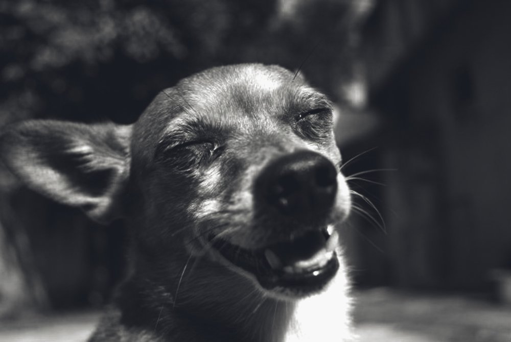 Luke, The Smile Dog (Mutt Dog)