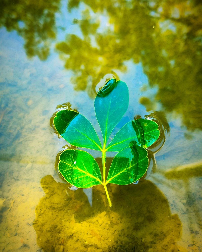 Photograph by Joy Mondal