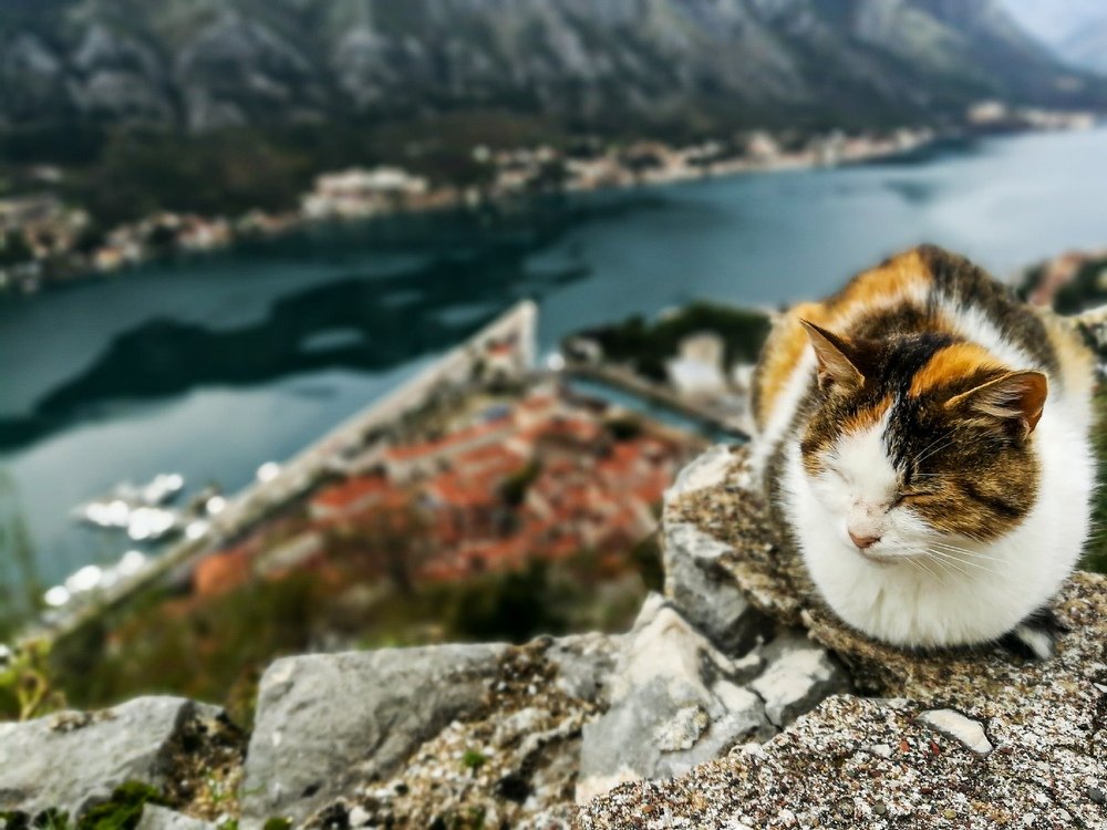 Kotor