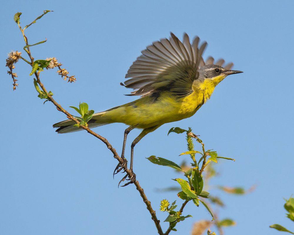Желтоголовая Трясогузка.