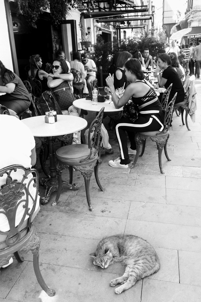 Коты-главные жители Стамбула