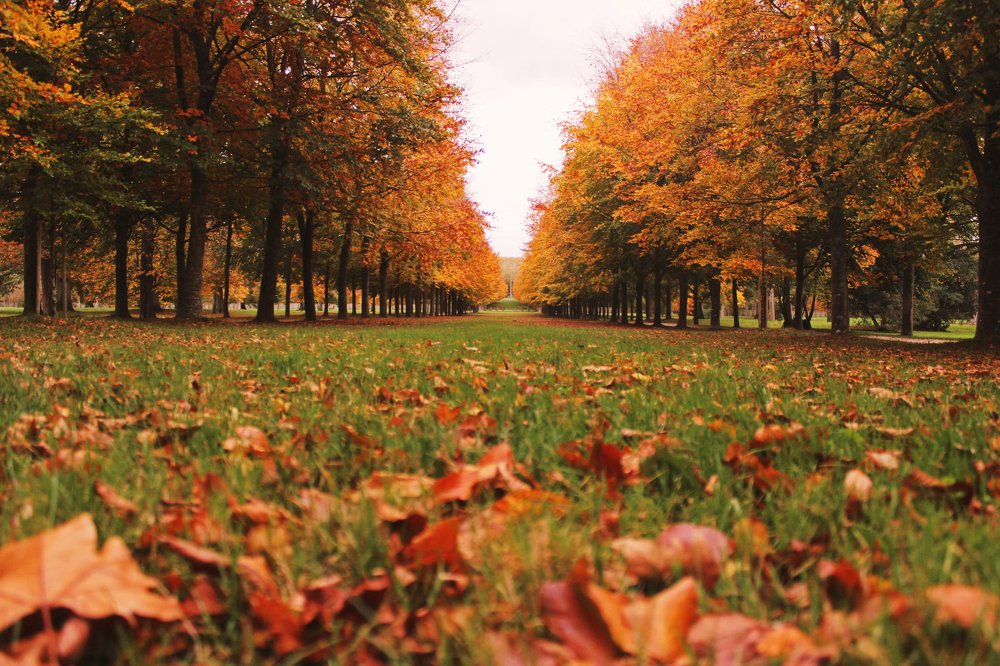 Royalty of the fall season.