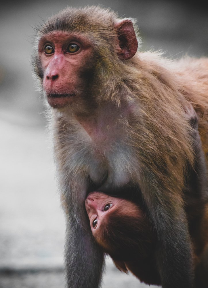A pair of Curious Eye under a pair of Protective Eye