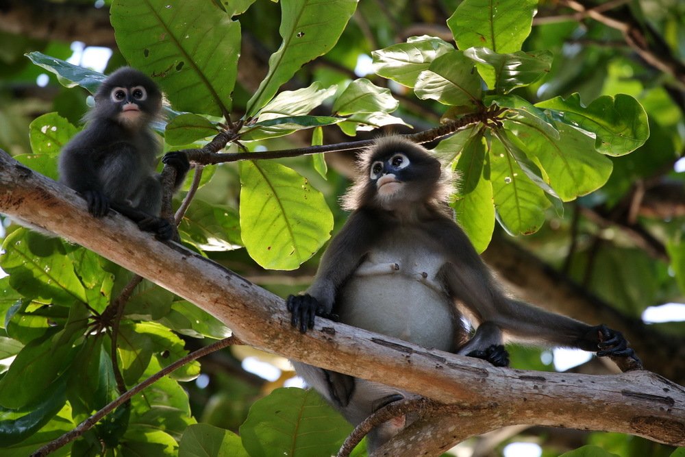 Фотография автора Mark Levitin