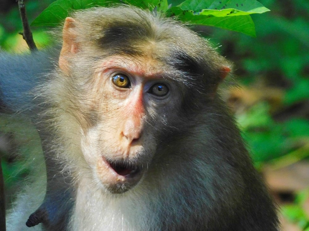 Photograph by Jigyasu