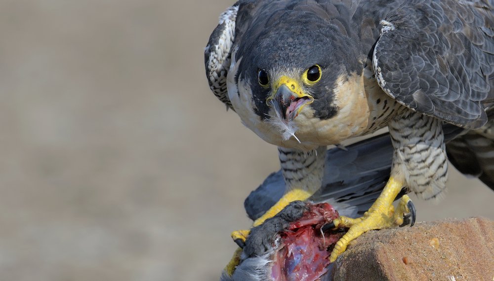 Фотография автора Rajendra Dhage