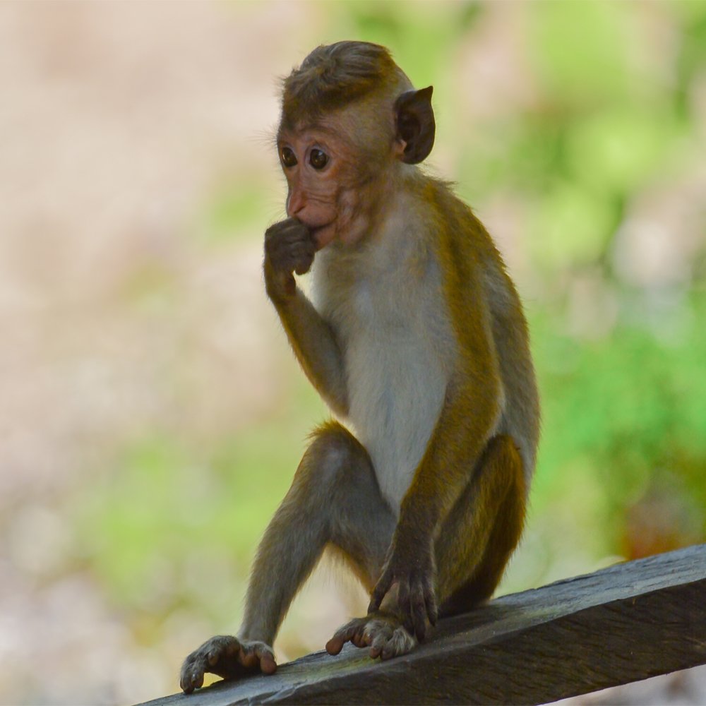 Photograph by Nadarajah Mauran