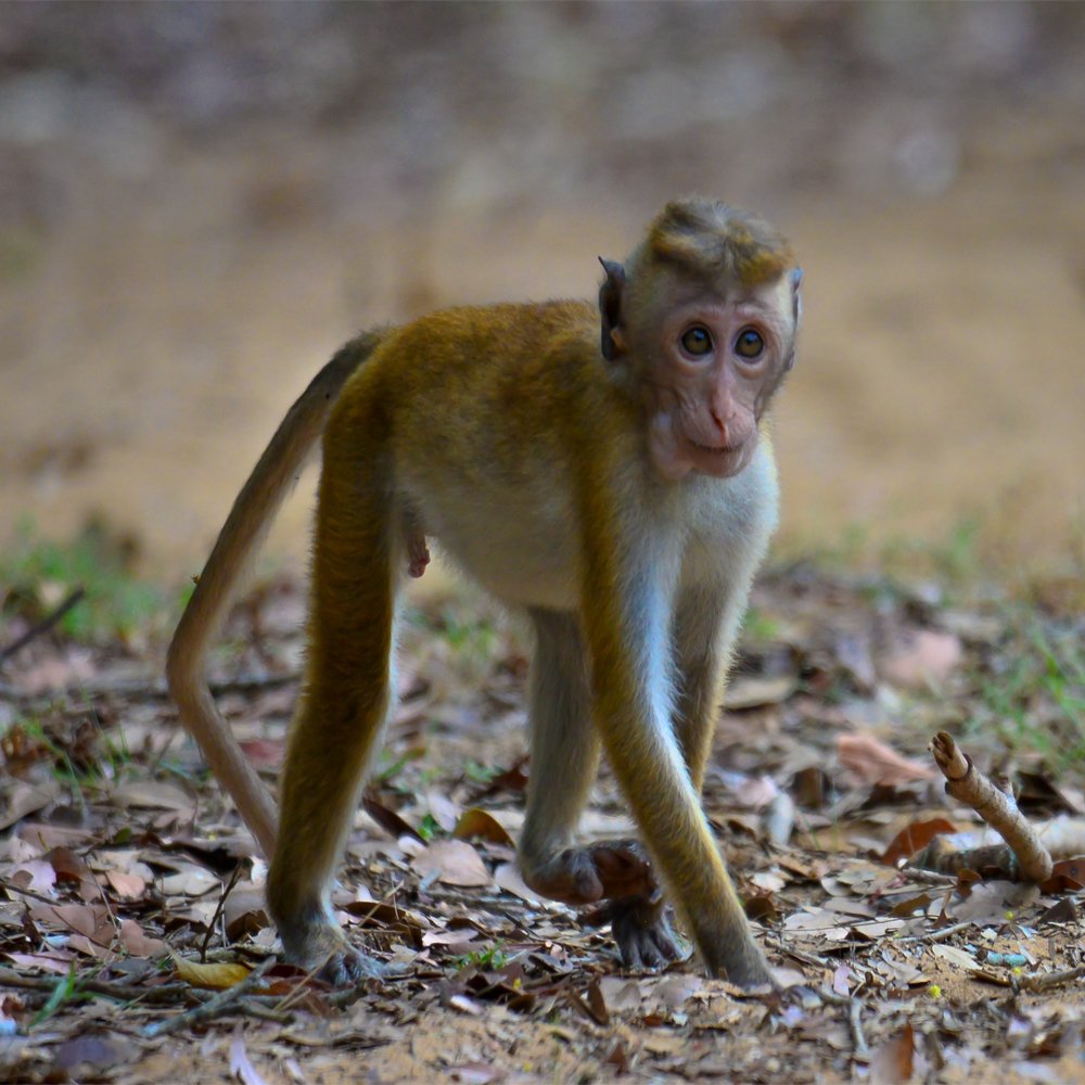 Photograph by Nadarajah Mauran