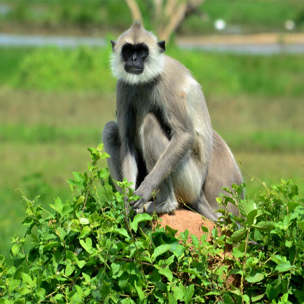 Photograph by Nadarajah Mauran