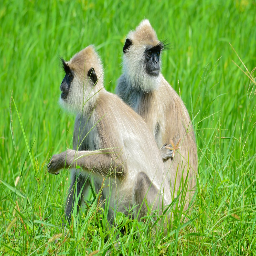 Photograph by Nadarajah Mauran