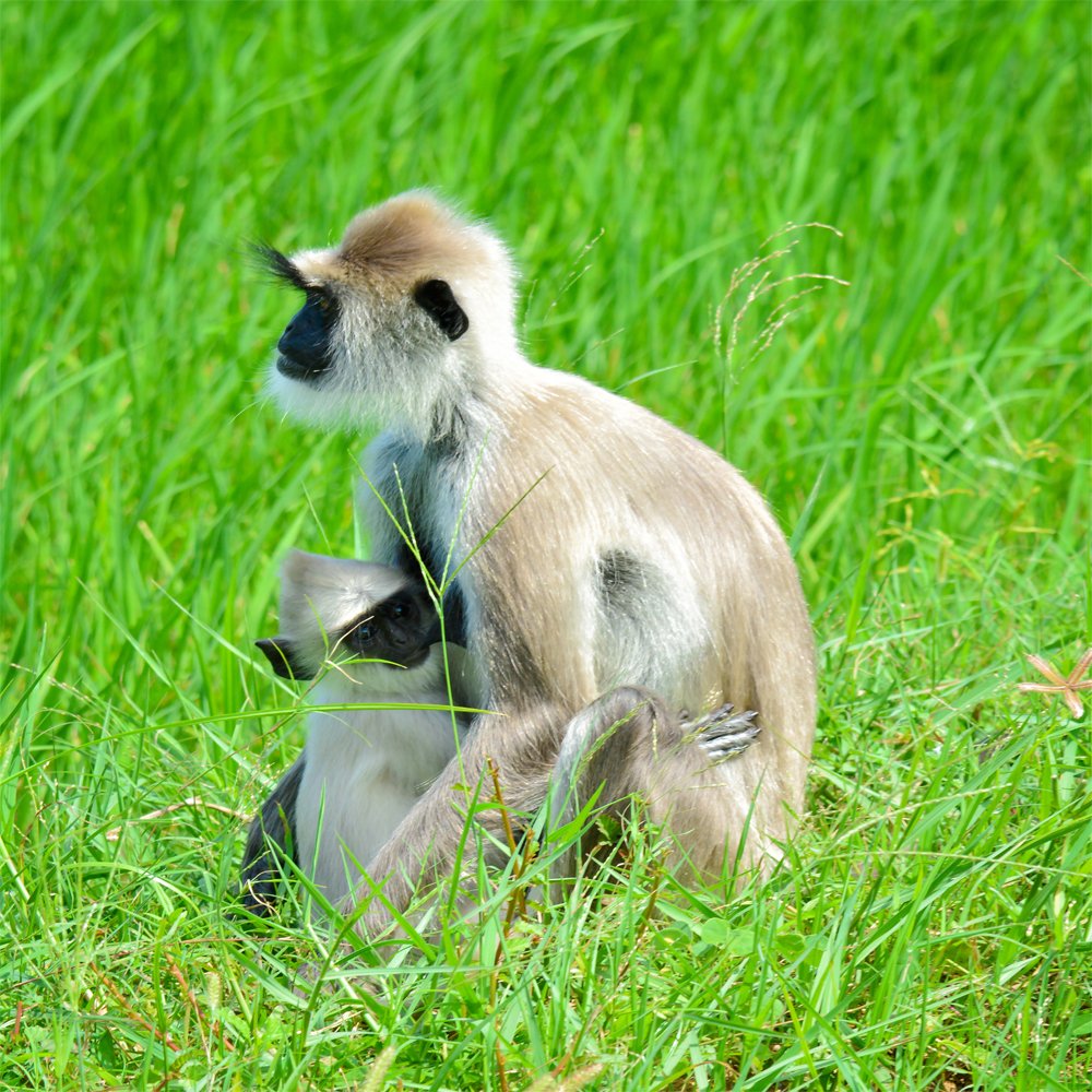 Photograph by Nadarajah Mauran