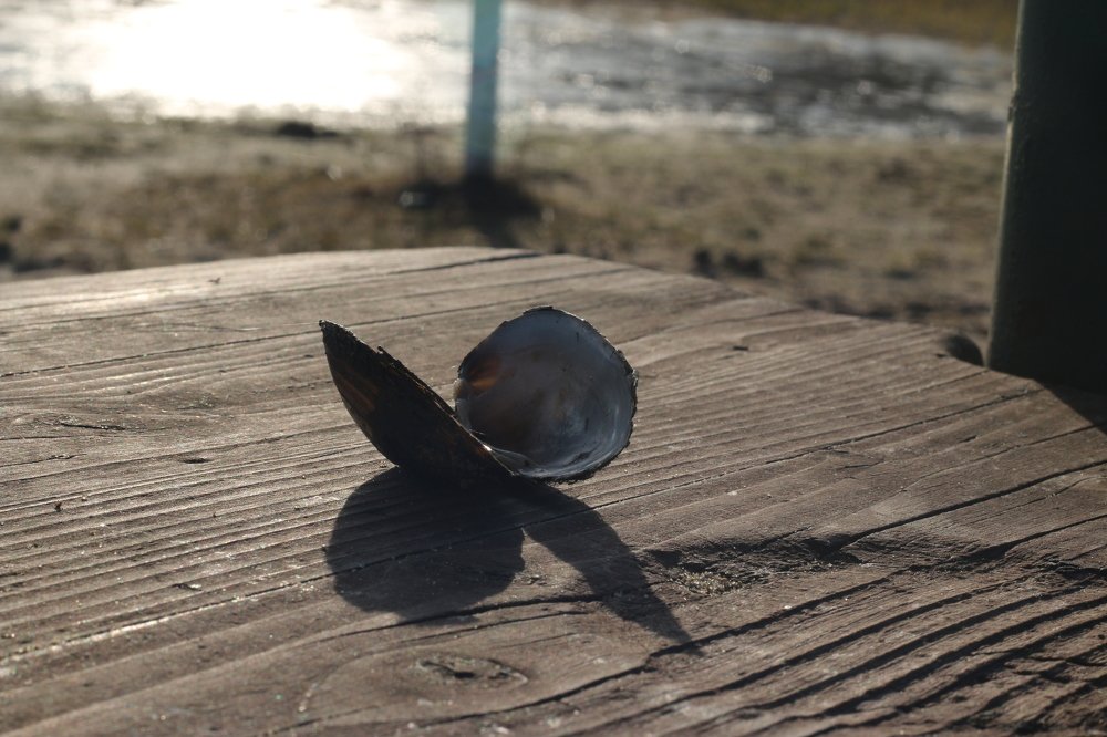 Photograph by Мария Баннова