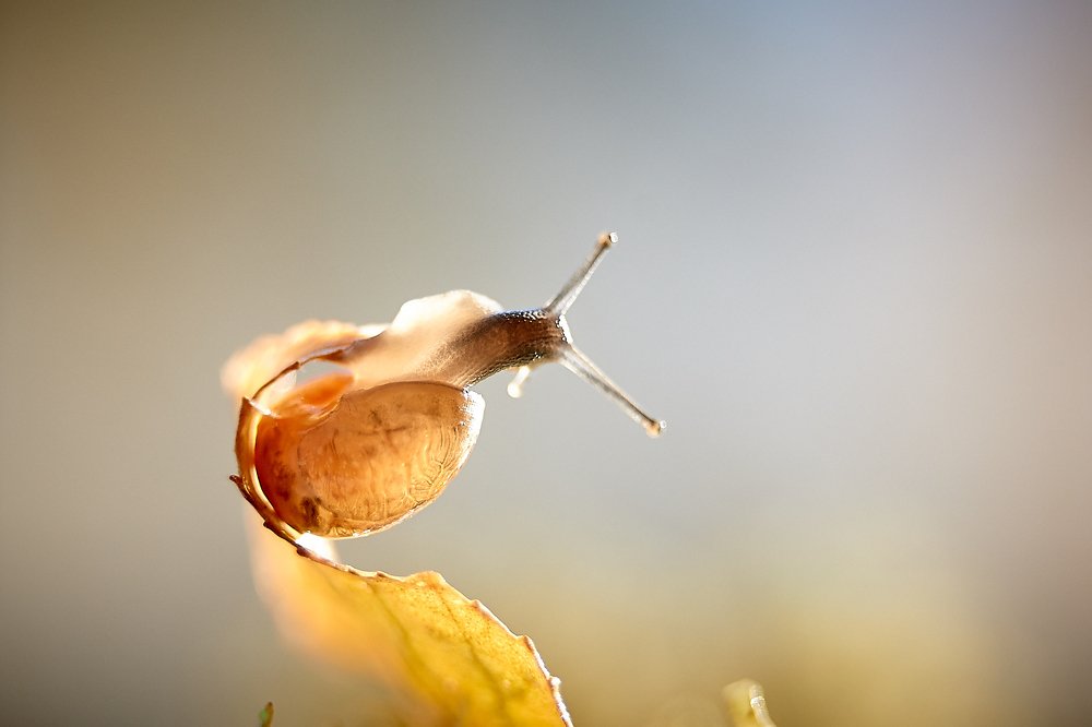 Photograph by Юлия Хаванова