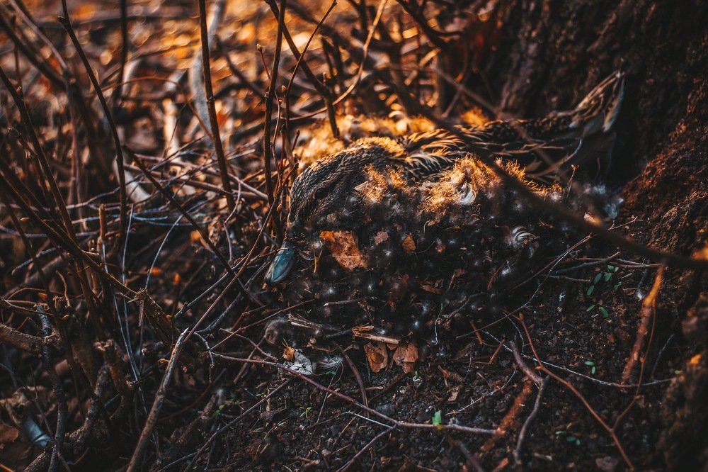 Photograph by Алиса Грюнвальд