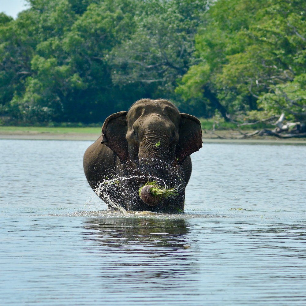 Photograph by Nadarajah Mauran