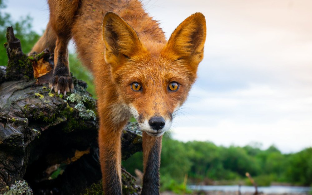 любопытство