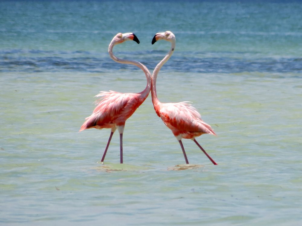 Flamingo  heart