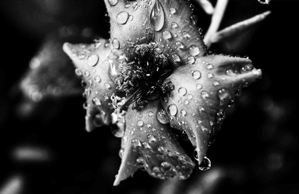 Photograph by Dina Gumanty