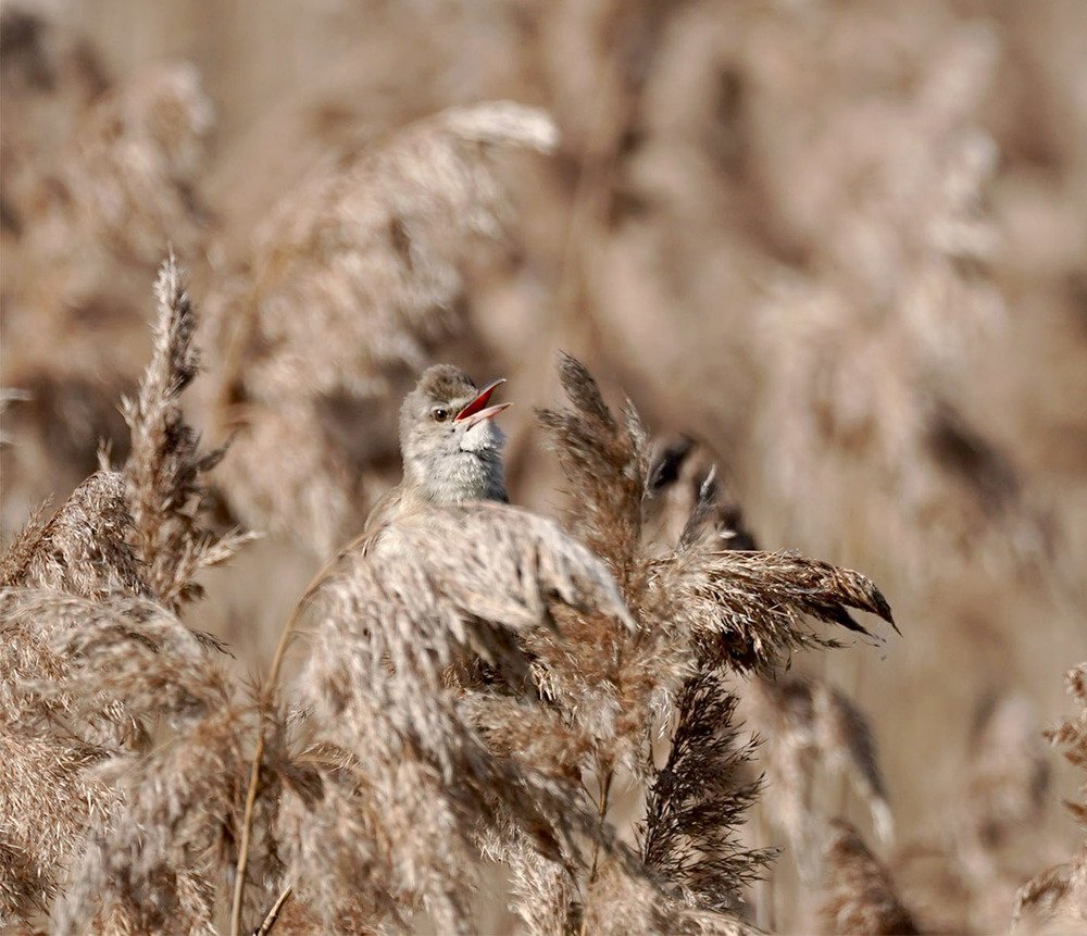 Photograph by Красимир Георгиев