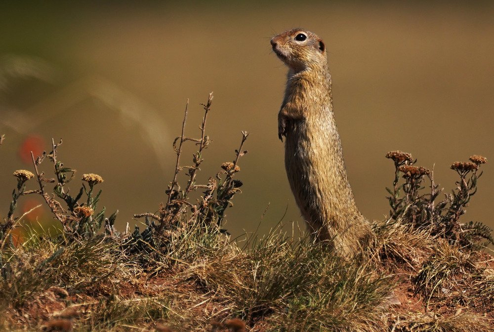 Photograph by Красимир Георгиев