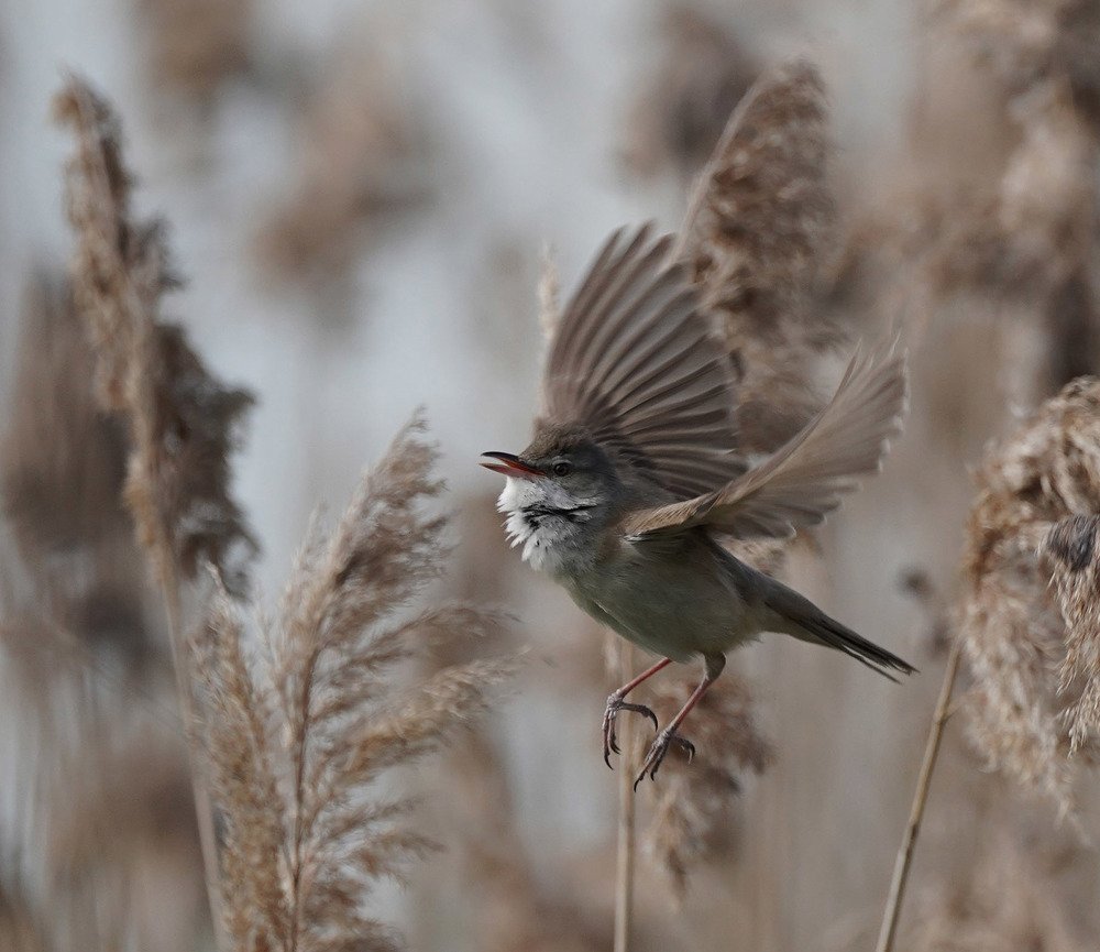 Photograph by Красимир Георгиев