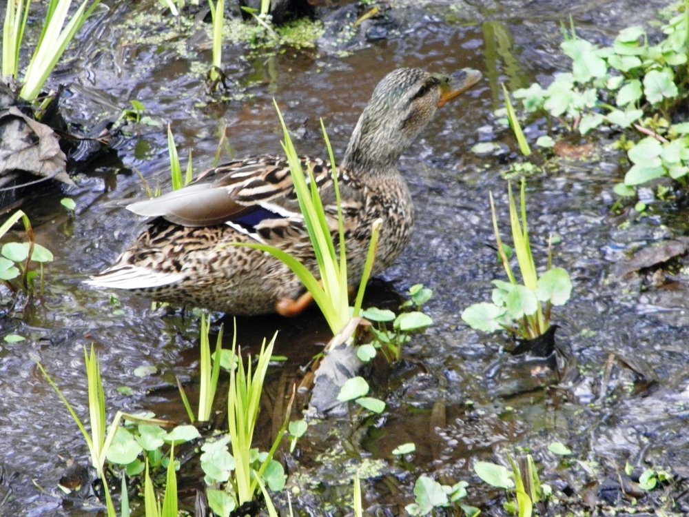 Photograph by Елена Коробкина