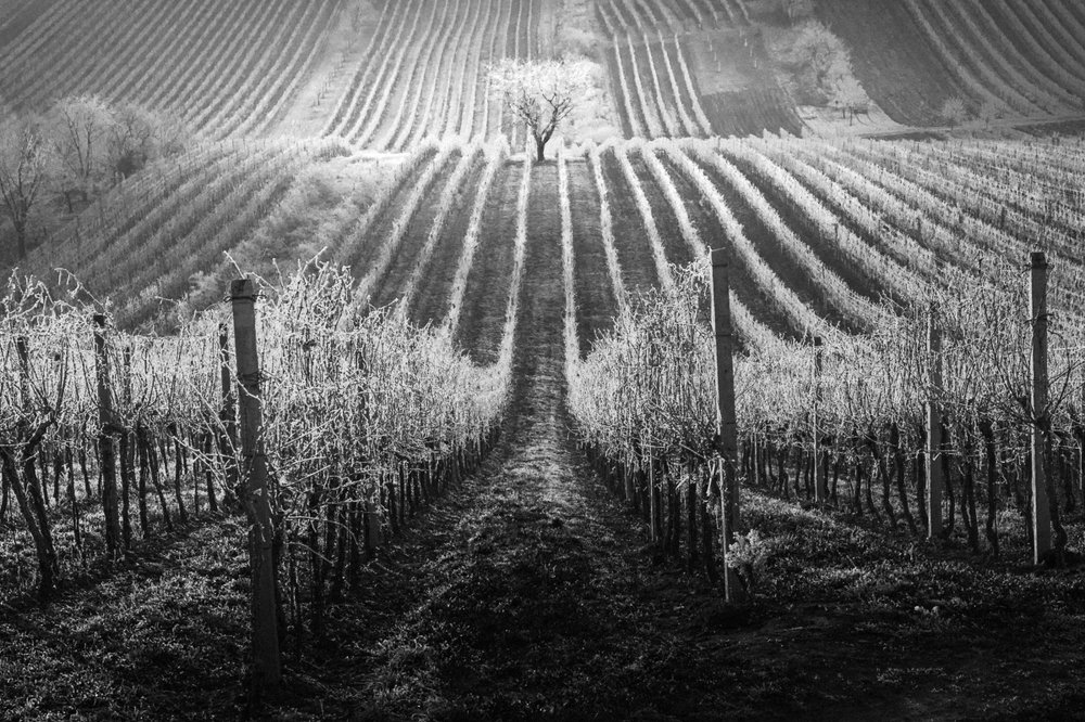 Виноградники Южной Моравии зимой
