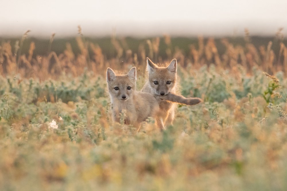 Photograph by Цветков Сергей