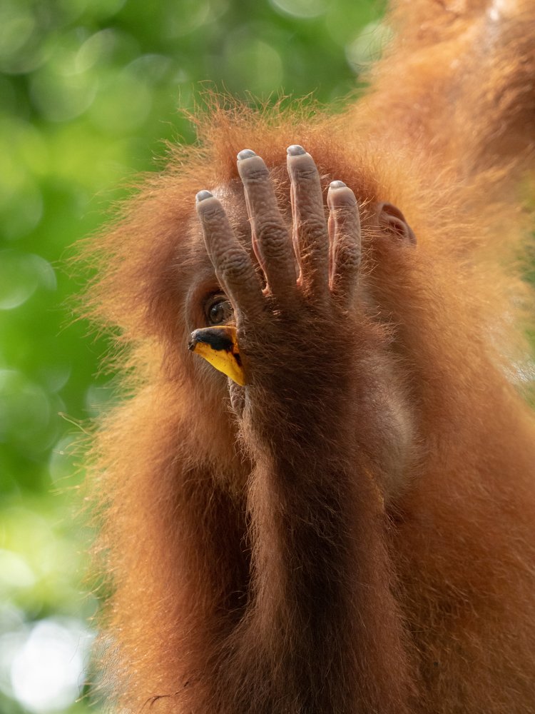 Photograph by Photons Reflectitur