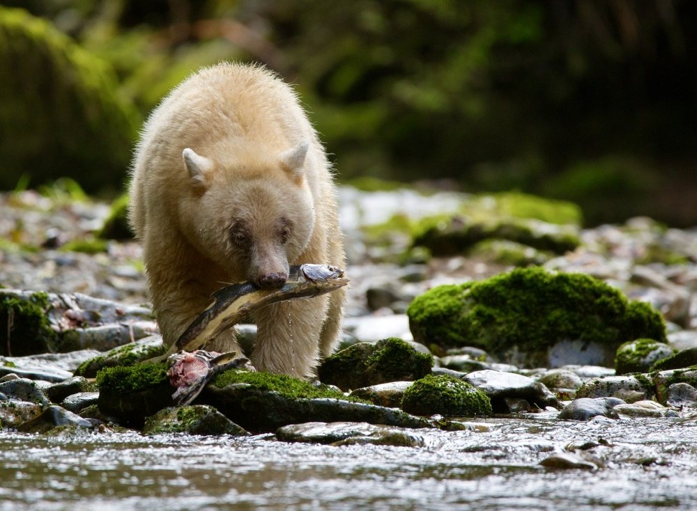 Photograph by Владимир Цветов