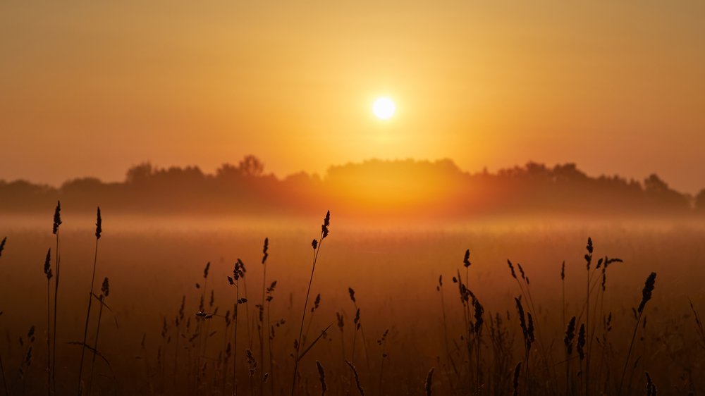 Жаркое утро