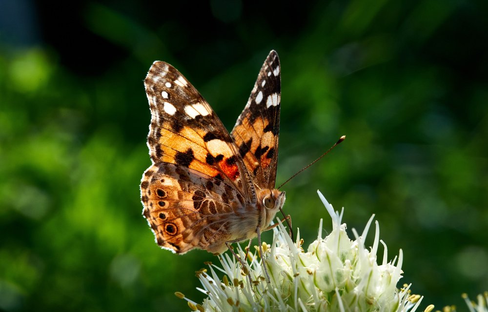 Photograph by Владимир Краснов